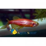   "" (Danio rerio var. "Cherry", Brachydanio rerio), L 