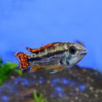   " " (Apistogramma cacatuoides, Apistogramma cacaduense), M 
