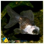  "" (Carassius auratus var.), S 