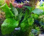  " " (Echinodorus "Ozelot green"), L   