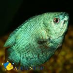    (Colisa lalia var.), S -  
