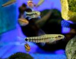   (Yunnanilus cruciatus, Nemacheilus cruciatus), S 