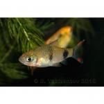   (Puntius filamentosus, Barbus filamentosus), XL 