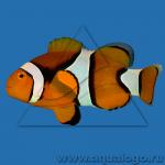   () -  (Amphiprion percula), L 