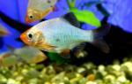    (Puntius tetrazona var., Barbus tetrazona, Capoeta tetrazona), M 