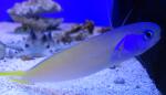  ,   (Hoplolatilus starcki), M 