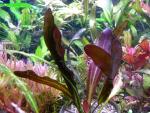  " "  (Echinodorus "Funny family" Red), M 