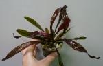  " " (Echinodorus "Red firefly"), M 