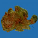 ,  ,  (Antennarius commerson), L 