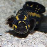   (Pholidichthys leucotaenia), L 
