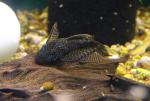   "" (Ancistrus cirrhosus), XL 