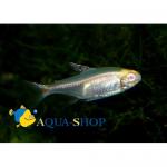 -,   (Hemigrammus erythrosonus var. albino), L 