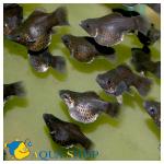 -  (Poecilia sphenops var.), L 