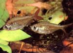   (Pristella maxillaris, Pristella riddlei), XL 
