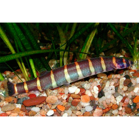  ,  (Pangio kuhlii, Acanthophtalmus kuhlii), L 