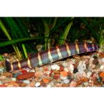  ,  (Pangio kuhlii, Acanthophtalmus kuhlii), L 