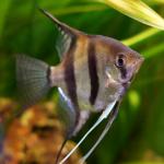   (Pterophyllum scalare var.), XXL 