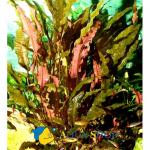   "" (Cryptocoryne wendtii var. "Brown"), XL   