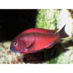   "" (Tropheus moorii "Moliro"), L 