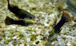   (Poecilia reticulata var.), M 