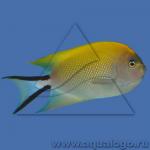    (Genicanthus melanospilus), M 