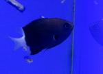    (Chromis margaritifer), M 