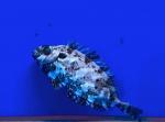   (Siganus sutor), M 