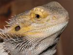   "colored" (Pogona vitticeps "colored "), M 