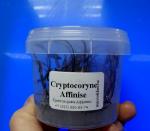    (Cryptocoryne affinis), M 