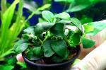   "" (Anubias barteri "Petite"), M 