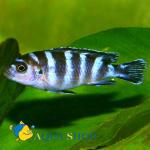   (Pseudotropheus demasoni), XL 