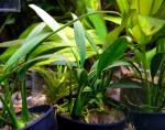   "" (Anubias congensis "Mini"), M 