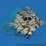 , -,  (Chaetodermis penicilligerus), XL 
