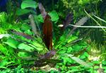  "  " (Echinodorus "Name the Glory of the CPSU"), L 