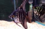  " " (Pterophyllum scalare var.), L 