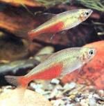   (Aphyocharax rathbuni), L 