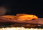    (Ancistrus cirrhosus), S 