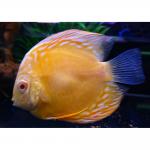    (Symphysodon aequifasciatus var.), S 