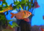  (Hyphessobrycon minor, Hyphessobrycon callistus minor), S 