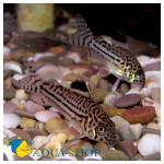  ,    (Corydoras julii), XL 
