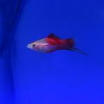   (Xiphophorus hellerii var.), S 