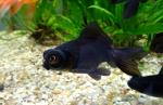  " " (Carassius auratus var.), S 