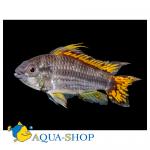   (Apistogramma cacatuoides, Apistogramma cacaduense), L 