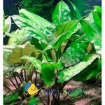   (Cryptocoryne pontederiifolia), S  