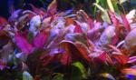   (Alternanthera reineckii rosaefolia), M   