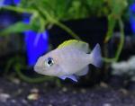   (Neolamprologus caudopunctatus), L 
