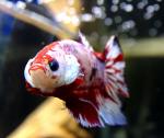   " " (Betta splendens "Plakat Fancy" male), L () 