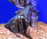  "" (Pterophyllum scalare var.), S 