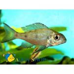   LOphthalmotilapia ventralis