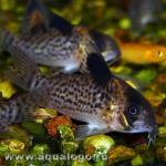   (Corydoras punctatus), M 